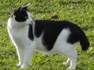 動物007(白黒模様の猫)