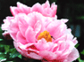 花002(ピンク色の花)