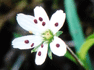 花004(白い一輪の花)