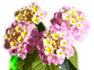 花005(花瓶にさした花)